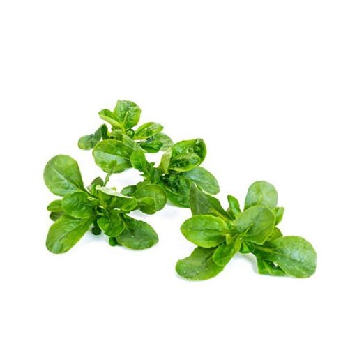 Saláta Madársaláta Veyron (50-301) RZ - 100.000 szem