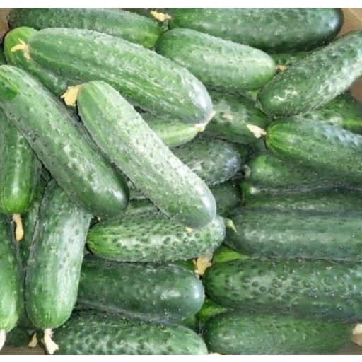 Uborka PE 10456 F1 ZFW - 1000 szem