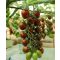 Paradicsom UGI 3171-17 F1 Orosco - 100 szem