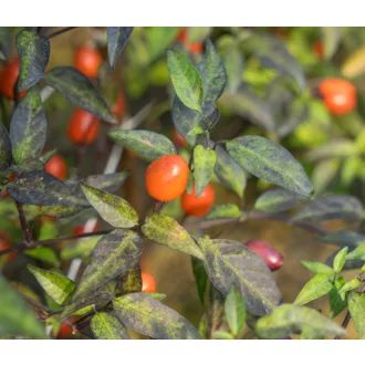 Paprika Cancun Chili ZFW - 50 szem