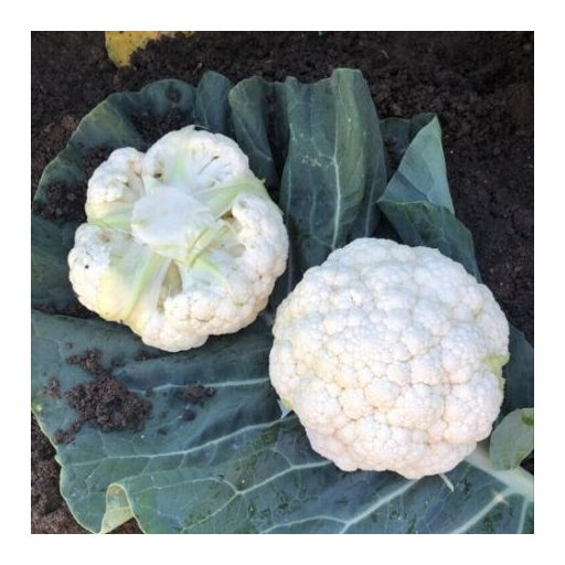 Karfiol Cleozil F1 Syngenta - 2500 szem