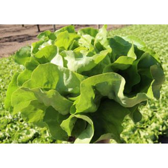 Saláta Sappian Syngenta - 5000 szem
