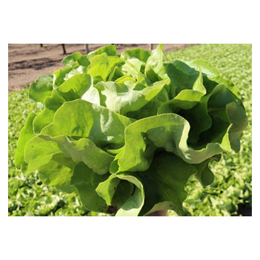 Saláta Sappian Syngenta - 5000 szem