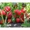 Paprika Rod F1 Duna - 250 szem