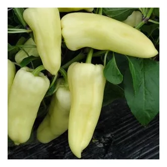 Paprika Dimentio F1 Syngenta - 500 szem