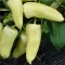 Paprika Dimentio F1 Syngenta - 500 szem