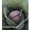 Vöröskáposzta Ruby Perfection F1 Takii Seed - 2500 szem