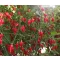Paprika Peito de Moca Chili ZFW - 50 szem