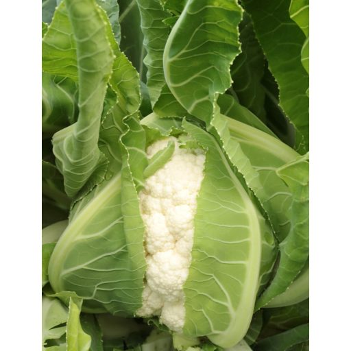 Karfiol Kayac F1 Orosco - 1000 szem