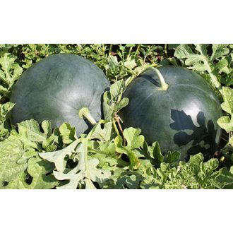 Görögdinnye Lorian F1 Syngenta - 1000 szem