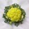 Karfiol Green Storm F1 Syngenta - 2500 szem