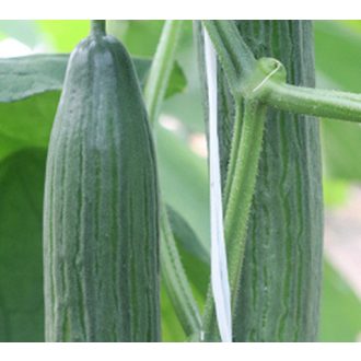 Uborka Esben F1 Syngenta - 100 szem