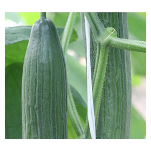 Uborka Esben F1 Syngenta - 100 szem