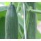 Uborka Esben F1 Syngenta - 100 szem