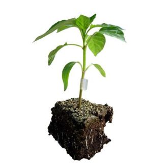 Paprika Alany Tatami F1 ZKI - 1000 szem