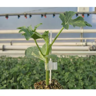 Shintoza F1 Tök Alany ZFW - 1000 szem