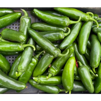Paprika Jumbo (18-1011) F1 Jalapeno ZFW - 500 szem