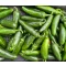 Paprika Jumbo (18-1011) F1 Jalapeno ZFW - 500 szem