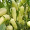 Paprika Nemezis F1 Enza - 250 szem