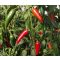 Paprika Jalapeno Chili ZFW - 50 szem