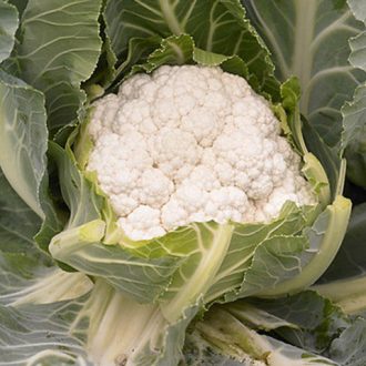 Karfiol Almagro F1 Syngenta - 2500 szem