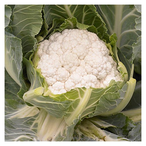 Karfiol Almagro F1 Syngenta - 2500 szem