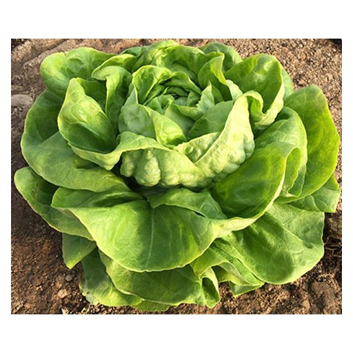 Saláta Singapore Syngenta - 5000 szem