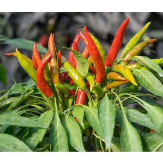 Paprika Yucatan Chili ZFW - 50 szem
