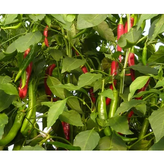 Paprika Hargita F1 Duna - 250 szem