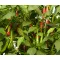 Paprika Hargita F1 Duna - 250 szem