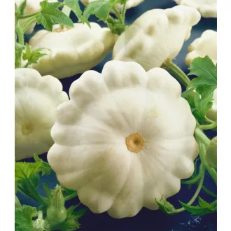 Patisszon Delikates Semo - 50g