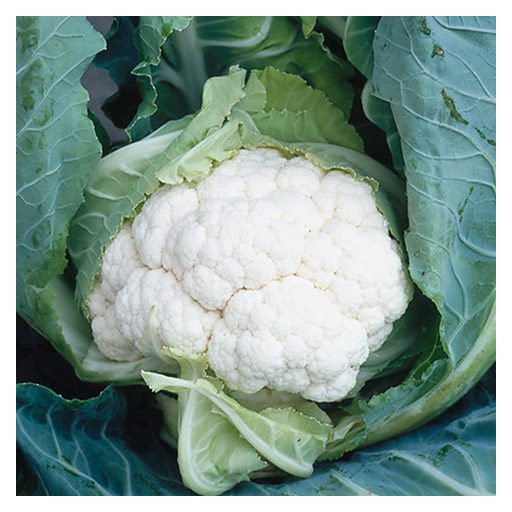 Karfiol Clapton F1 Syngenta - 2500 szem