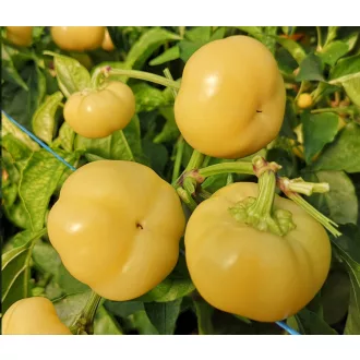 Paprika Steffi F1 Capsico - 100 szem
