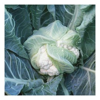 Karfiol Lecanu F1 Syngenta - 2500 szem