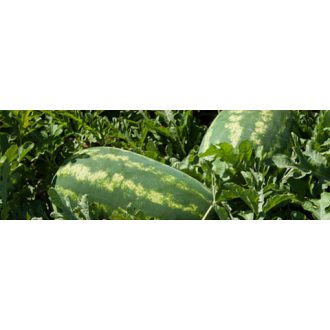 Görögdinnye Formosa F1 Syngenta - 1000 szem