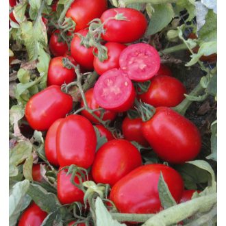 Paradicsom UG 16112 F1 Orosco - 10.000 szem