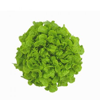 Saláta Kineta (82-102) RZ Tölgylevelű - 1000 szem