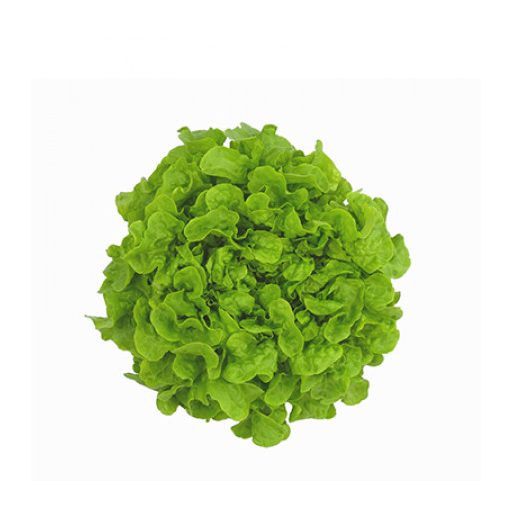 Saláta Kineta (82-102) RZ Tölgylevelű - 1000 szem