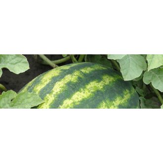 Görögdinnye Sorento F1 Syngenta - 1000 szem