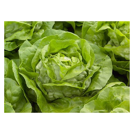 Saláta Julian Syngenta - 5000 Szem