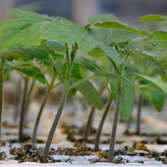 Paradicsom Alany Arnold F1 Syngenta - 500 szem