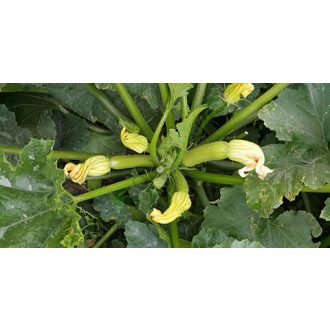 Cukkini Cordelia F1 Syngenta - 500 szem