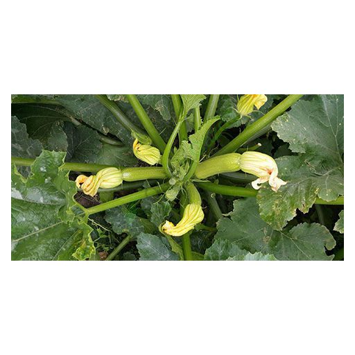 Cukkini Cordelia F1 Syngenta - 500 szem