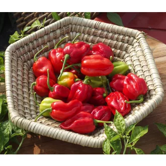 Paprika Habanero Red Savina Chili ZFW - 50 szem