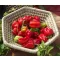 Paprika Habanero Red Savina Chili ZFW - 50 szem