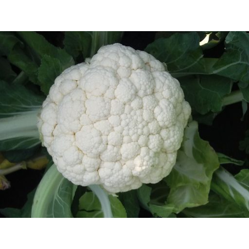 Karfiol Merton F1 Sakata - 2500 szem