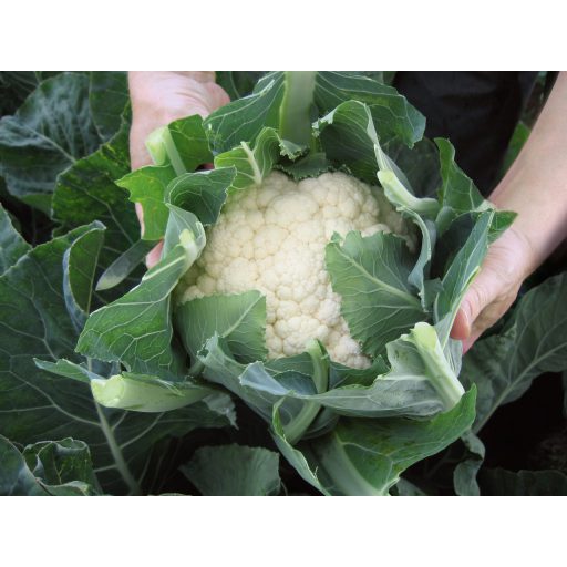 Karfiol Oviedo F1 Bejo - 2500 szem