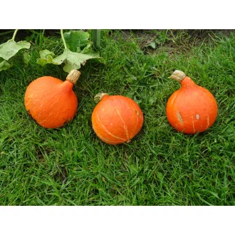   Sütőtök Potimarron Hakkoween (Halloween Tök) ZFW - 250 szem