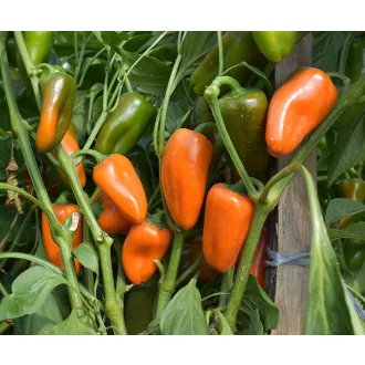 Paprika Frodo F1 Snack Duna - 250 szem