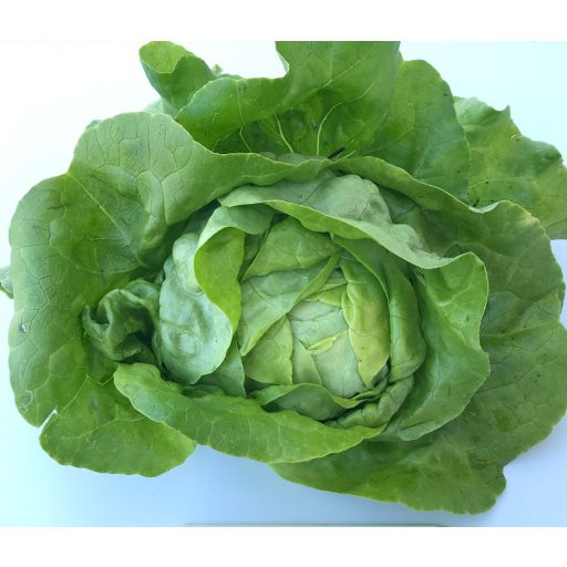 Saláta Eliana ZFW - 1000 Szem